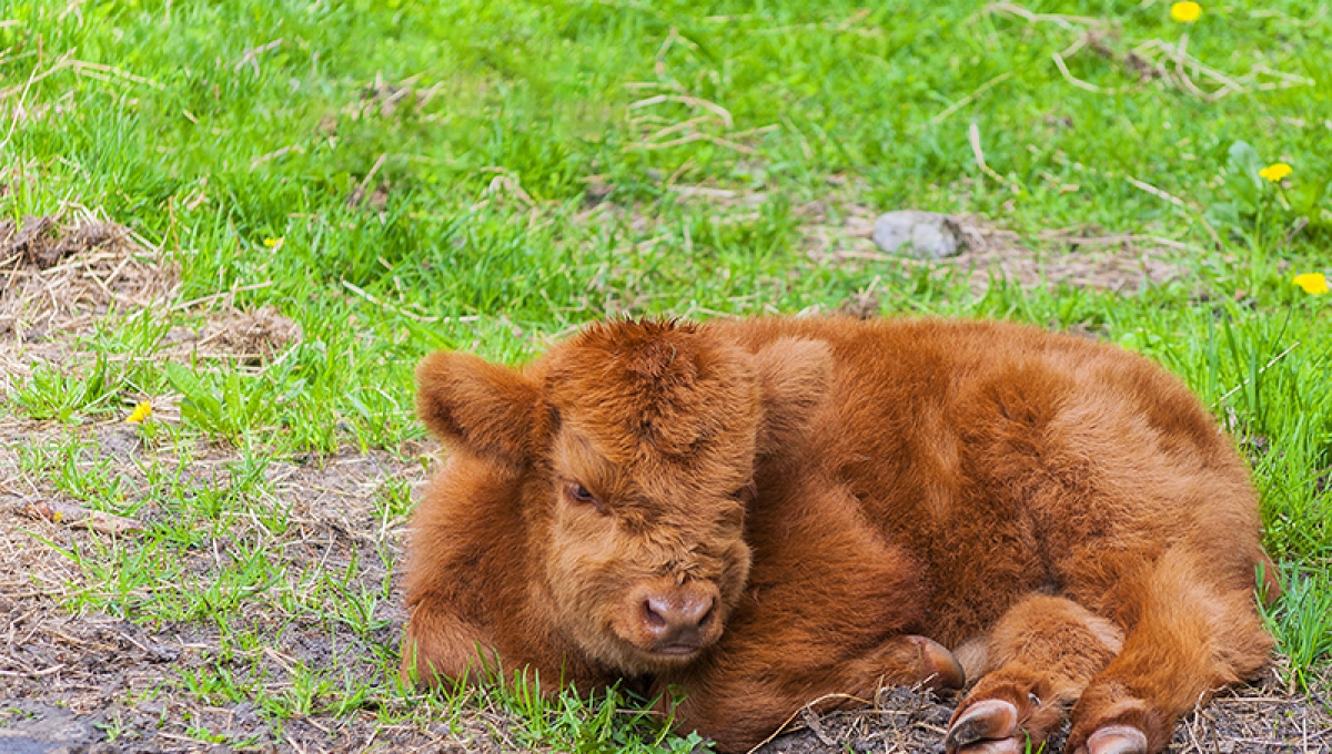 Kalfje geboren bij Schotse hooglanders in Waalbos