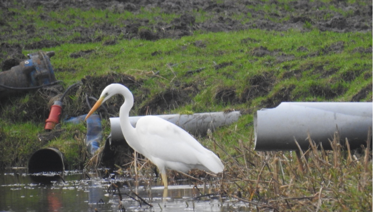 Grote zilverreigers zeer aanwezig in Waalbos