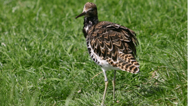 Kemphanen in het Waalbos