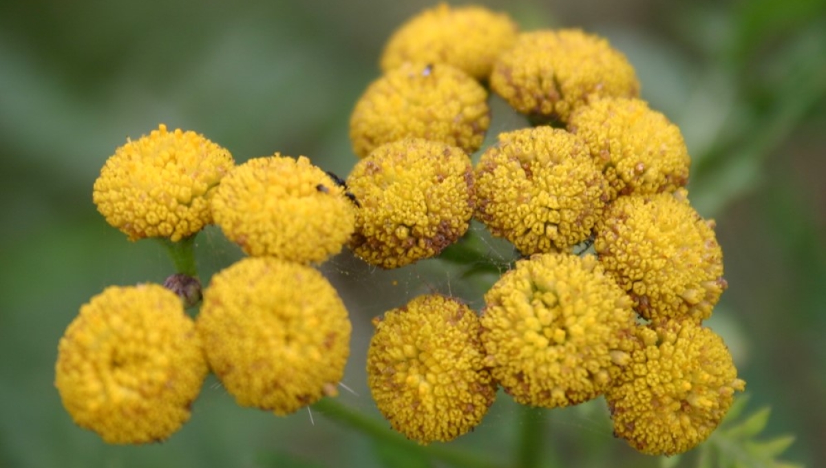 Boeren wormkruid